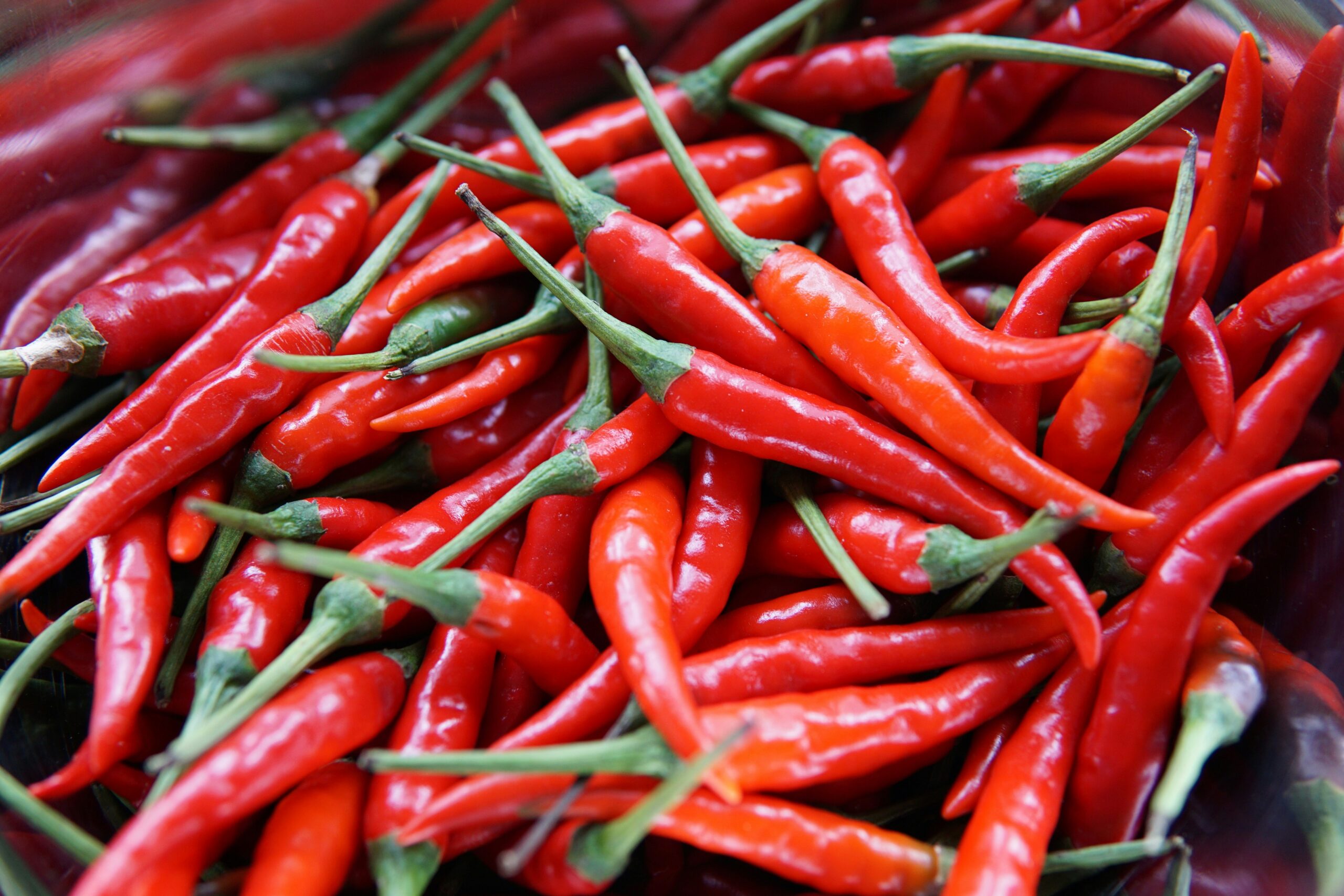 cabai, chilli, cabai merah