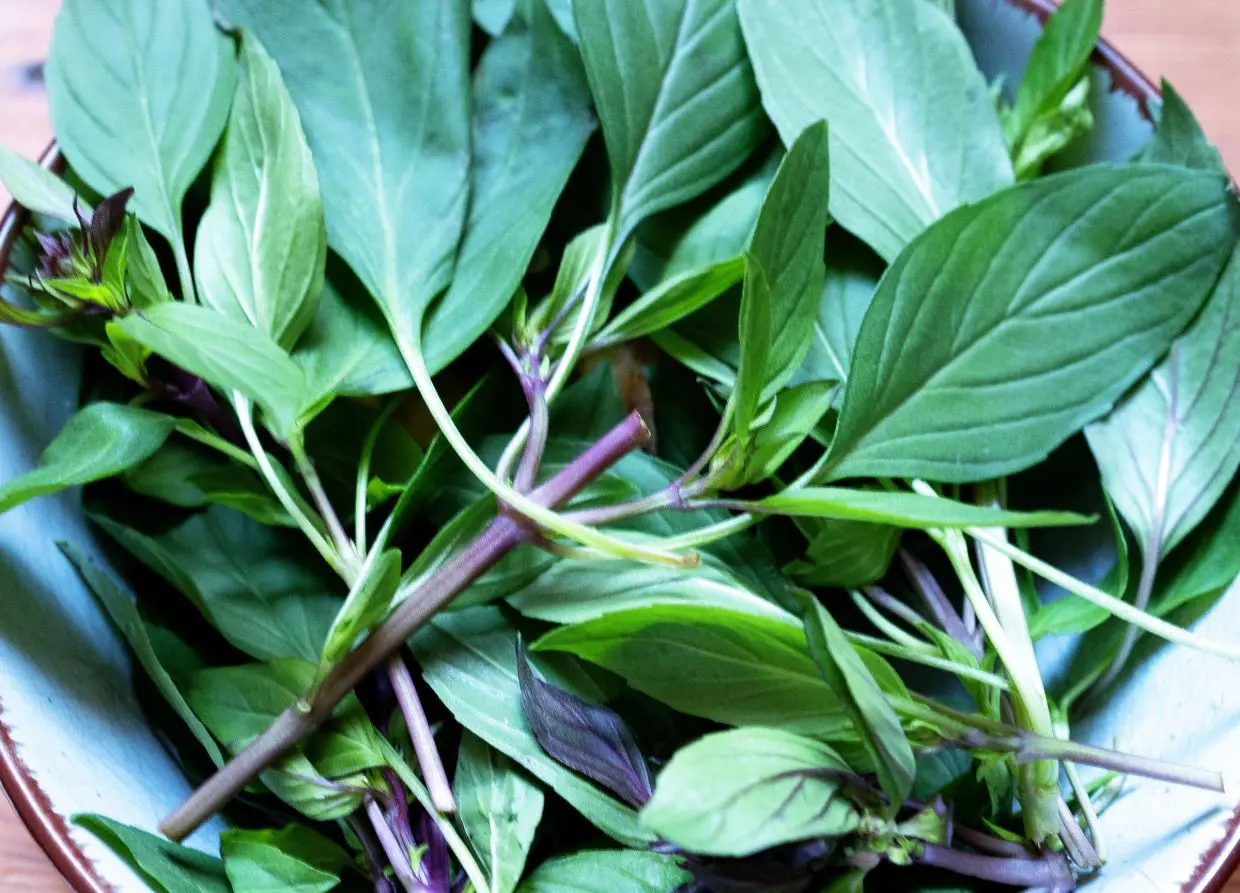 thai basil, kemangi